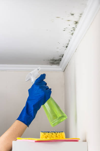 Best Same-Day Mold Removal  in Fountain Green, UT
